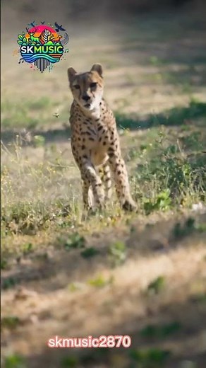 "Leopard running at the speed of the wind! Incredible speed and power! 🐆⚡#wildlifelove #leopard