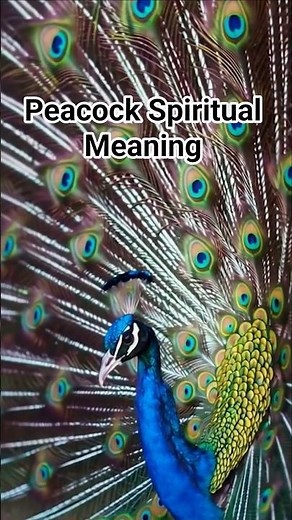 Peacock Spiritual Meaning – Show Your True Colors