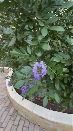 Texas Mountain Laurel in bloom! #texasgarden #floweringtree #springgarden