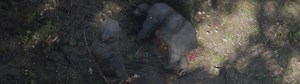 Red Dead Redemption 2 - Find the Grizzly Bear and American Black Bear