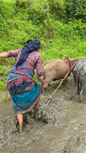 Heavy Rain Village Life | Brave Woman Farming with Oxen in a Remote Himalayan Village #villagelife
