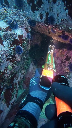 Hunting for Lingcod at the depth of Big Sur