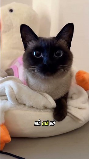 Mèo Xiêm nói từ sáng tới tối không hết chuyện 😹