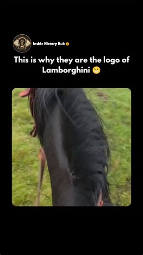 Inside History Hub on Instagram: "Yaks may look calm and fluffy, but they are among the toughest animals on Earth. Built to survive at extreme altitudes, they have powerful lungs, thick insulating wool, and sharp horns used for defense. In peaceful moments, they quietly graze across the Himalayan landscape. Follow @insidehistoryHub for more 😇 When threatened, their behavior changes instantly. A fully grown yak can charge at high speed and use its massive body weight to protect its herd. Living 