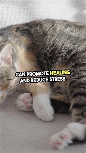 Why Your Cat Purrs (It's Not Just Happiness!) #shorts