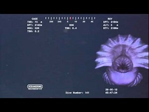 Alien looking creature drifting past ROV camera at over 7000ft near ocean floor