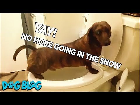 Smart Dachshund Dog Pees in the Toilet