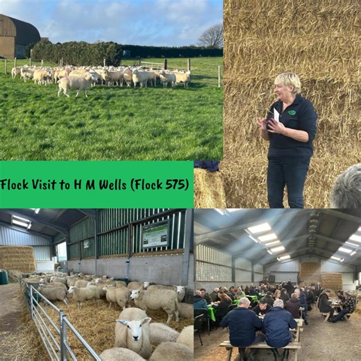 We hope you've all enjoyed each day of the calendar as much as we've enjoyed putting it together. It's certainly been a great year for the Society. Thank you to all the breeders and clubs who've contributed! Who knows what 2026 has in store for the breed? For the 24th there's only one thing we could feature - The AGM hosted by South Wales Lleyn Sheep Breeders Club A GREAT weekend | Lleyn Sheep Society