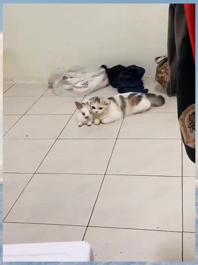 Cat and Rabbit Friendship: A Cute Interaction Video