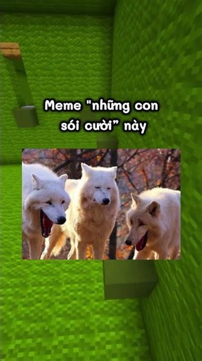 Nguồn Gốc Của Các Meme Chó Nổi Tiếng...