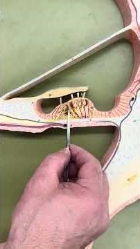 BIOL 157 Flat Cochlea Model