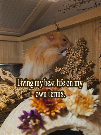 Hamster Care: Understanding Your Pet's Needs