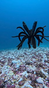 Alien like sea creatures Credit IG :@frida.yolotzin,@bobtec #science #sciencefacts #facts #seacreatures | Epixology