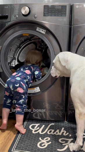 5M views · 241K reactions | It’s the thought that counts  #funnydogs #dogskit #dogactor #dogacting #dogsandbabies #australianshepherd #whiteboxer #bordercollie #funnyvideos #laylatheboxer #comedy #funnyskit #laylatheboxer #boxerdog #dogskits #skit | Layla the Boxer | Facebook