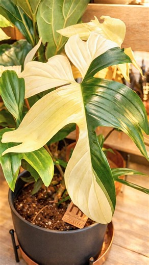 Not your average houseplants 🌱 Discover our collection of rare and unusual plants, the kind you won’t spot everywhere. Perfect for collectors or anyone ready to grow something a little different. Which one would you take home? 🌸 | Hollybush Garden Centre & Aquaria