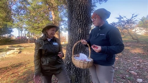 1K views · 45 reactions | Explore the wonders of Persimmon trees and their tasty fruits! | Bernheim Arboretum and Research Forest | Facebook