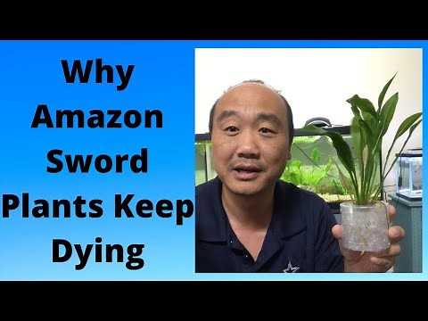 Why Amazon Sword Plants Keep Dying