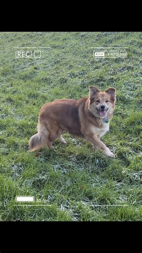 Everyone meet Shelby! My little helper who likes to inspect what I do in the garden and veg patch. She also loves to eat daffodils heads as she stares at me 😂#dogtok #thegoodlife #allotment #dog