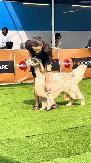 English Setter In Calcutta Kennel Club Dog Show #englishsetter #dogshow #shorts #viralvideo #trend