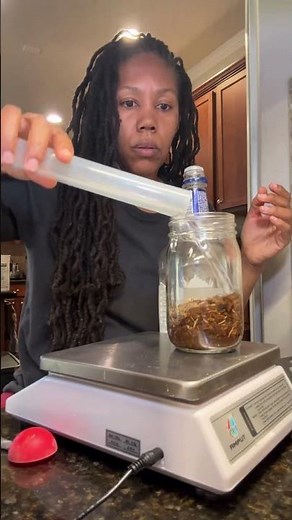 Make This Calamus Tincture for Sharper Focus #herbalism #diy #naturalheal