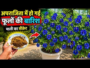 जादुई चीज़ डालते ही अपराजिता में फूलों की बारिश!