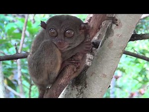 Tarsier - the smallest monkey in the world HD