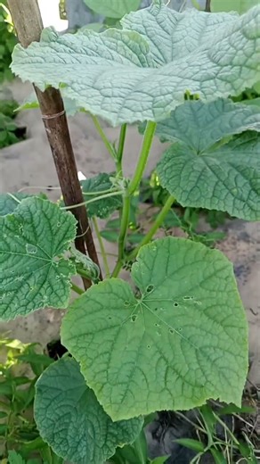 Timun spring swallow f2 di rasedbad #urbanfarming #gardening #garden #timun