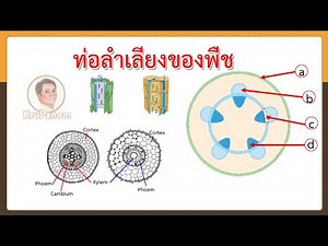 สรุปท่อลำเลียงน้ำและอาหาร (Xylem and Phloem ) สำหรับ ม.ต้น