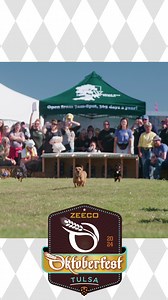 Wiener dogs are already funny to look at. Now try watching over 75 of...