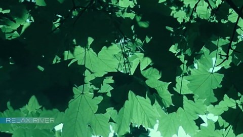 Music for Bathing: Relax in 15 Minutes 🚿