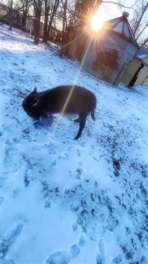 Playing ball and watching the sunset! #fyp #foryou #donkey #boggsfunnyfarm #tiktok #farm #animals | Henry The Donkey