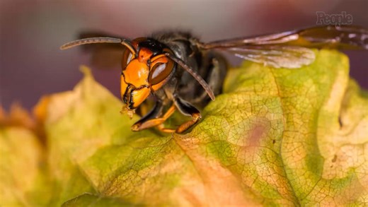 American Father and Son Killed by Swarm of Hornets After Being Stung 'More Than 100' Times on Vacation Zipline