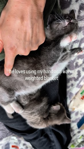 Gotta know all the tricks for the best naps #cats #cat #gato #kittens #babycats #tinykittens #babykittens #cutebabykittens #babyfloof #floof #bottlebaby #newbornkittens #tigerbaby #babytiger | FosterBabyCats