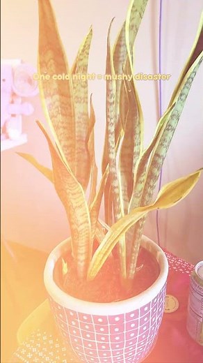 Winter Succulent Survival Guide 🌵❄️