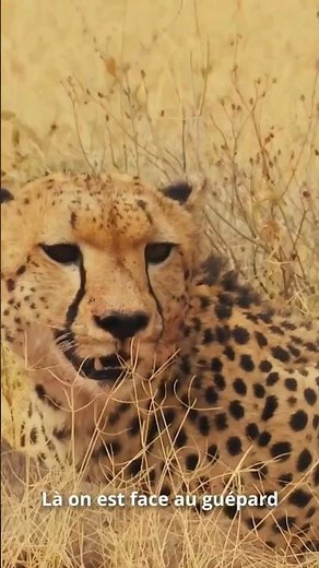 Rencontre exceptionnelle avec l’un des animaux les plus fascinants et menacés d’Afrique : le guépard