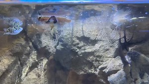 1.8K views · 37 reactions | We’re swimming into your feed with more...