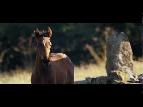 War Horse Movie (2011) - Trailer [ مترجم للعربية ]