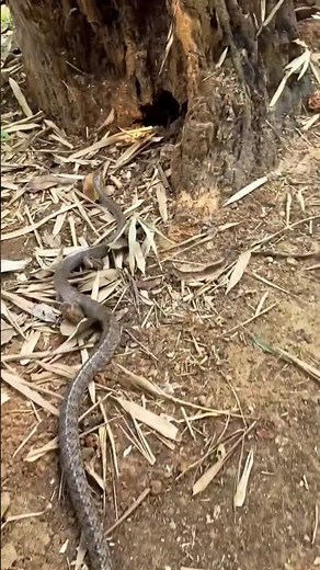 “A Stunning Snake Moment” #naturelovers #snake #animals #snakevideo #wildanimals #animallovers