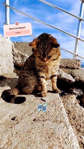 Best Cat Names 🐾🤔💬 #shorts #catshorts #catnames