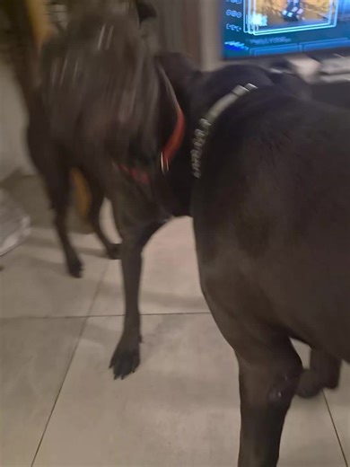 Papà vs Figlia 🤣🥰😍 #canecorso #viralvideo #❤️ #perte #funnydog
