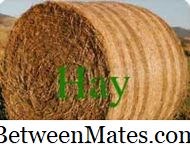 Diferença entre Hay e Straw Diferença entre - Outras 2026