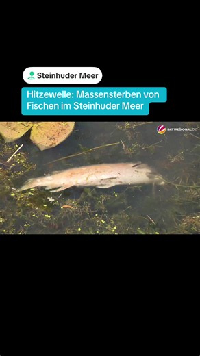 Die extremen Temperaturen der vergangenen Tage haben am Steinhuder Meer (Niedersachsen) ein großflächiges Fischsterben ausgelöst. Mehr als 1000 tote Hechte haben Helfende in den vergangenen Tagen aus dem See bei Wunstorf geborgen. #hitzewelle #fischsterben #hechte #steinhudermeer #hitze