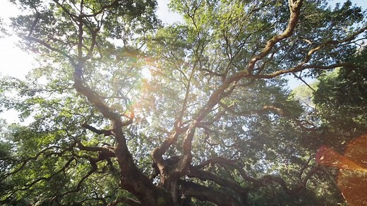 The Angel Oak is a hidden gem in the Lowcountry 🌳 This 65-feet tall natural beauty is considered to be the largest live oak tree east of the Mississippi! Learn the history behind this timeless treasure then click through to book your Crafted Travel tour: bit.ly/3PQgMRE #ExploreCharleston 🎥: in partnership with Vive Media | Explore Charleston