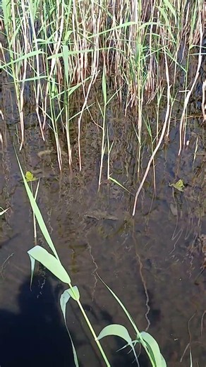 Frogs on the Path of the Pärnu Coastal Meadow #frogs #kutsarevtv #estonia #travel