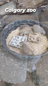 Zoo animal | Calgary zoo #zooanimals #wildlifephotography #cat | Meet Vlogs