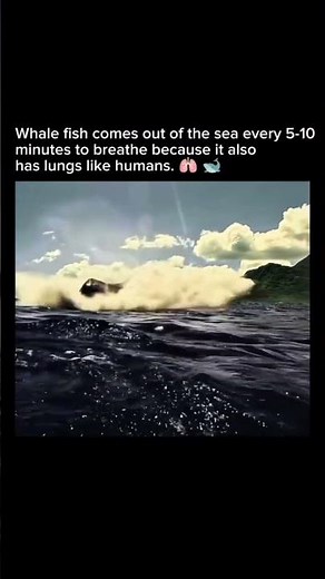 Whale #paris #europe #london #londonlife #usa #america #nyc