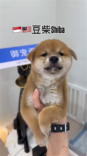 Yu pet shop on Instagram: "🇸🇬🇲🇾豆柴 Shiba 🐶 💳 付款方式： ✔ Credit Card 分期高达36个月 ✔ Debit Card / Ahapay / Atome / Shopee Pay Later 支持 📍店面地址：Google Map / Waze 搜索： Yu Pet Shop 6-01，jalan pingal ，Taman Pelangi 80400 Johor Bahru 📅 营业时间：每日开放：Monday – Sunday, 11:00 AM – 9:00 PM 📲 预约上门 / 咨询请联络：WhatsApp 👉 011-68125786 #豆柴 #shiba #柴犬 #新山宠物店 #yupetshop"