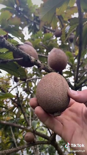 Delicious Mamey Sapotes Season is Here! Are You Ready?