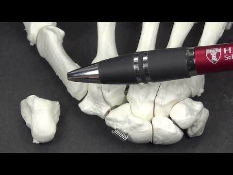 Capitate Anatomy and Osteology with Side Determination