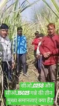 सीओ.0238 और सीओ.15023 गन्ने में तीन मुख्य समानताएं क्या हैं?